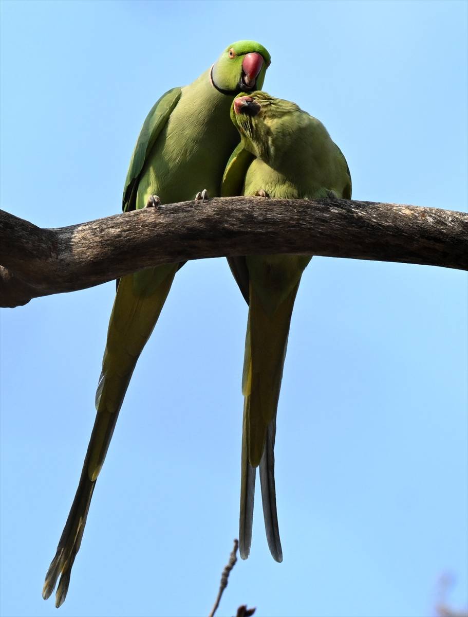 İzmir'in Yeşil papağanları 15