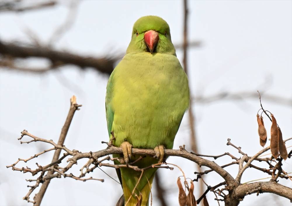 İzmir'in Yeşil papağanları 16