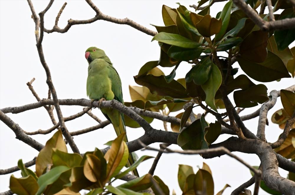 İzmir'in Yeşil papağanları 18