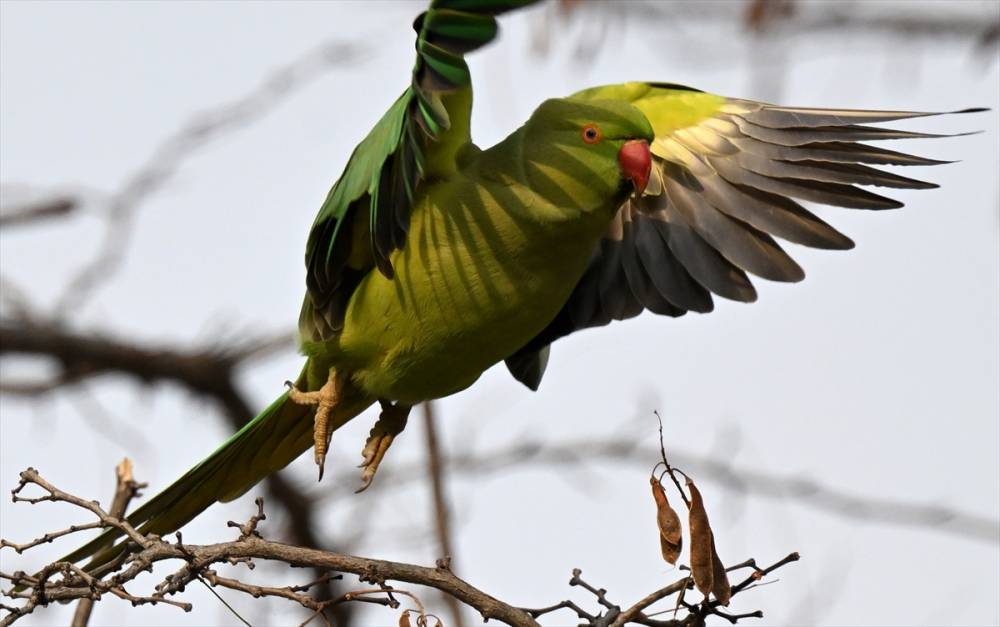 İzmir'in Yeşil papağanları 22
