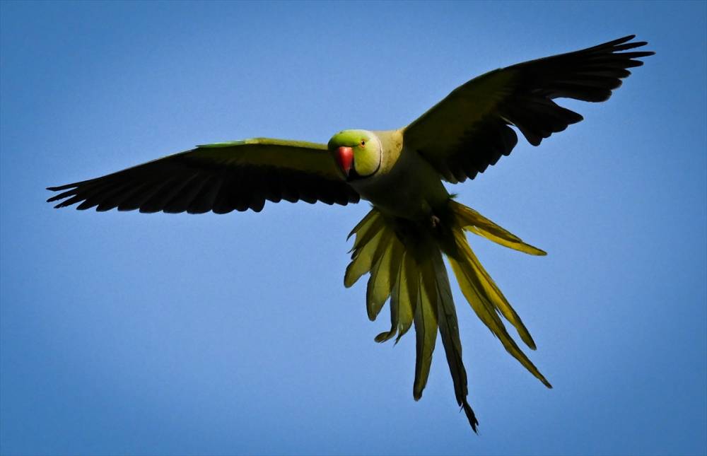 İzmir'in Yeşil papağanları 23