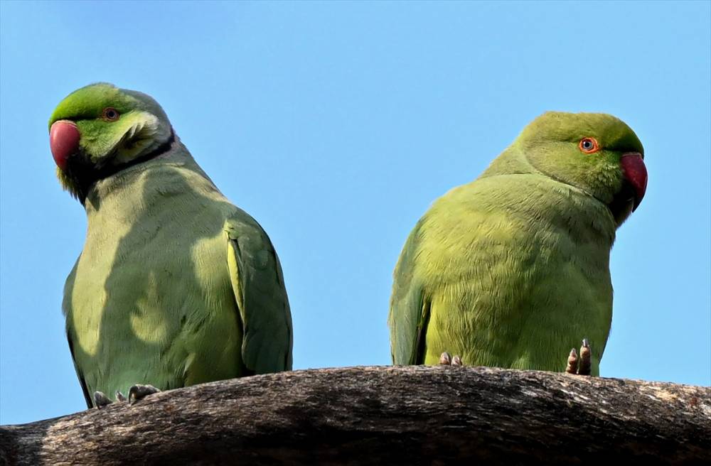 İzmir'in Yeşil papağanları 24