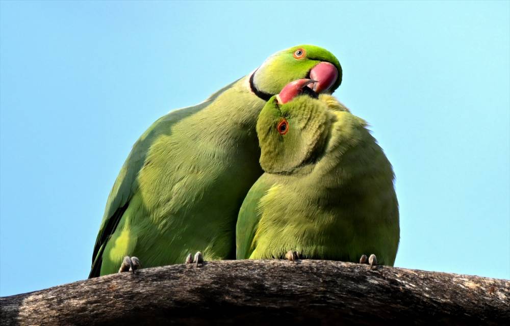 İzmir'in Yeşil papağanları 25