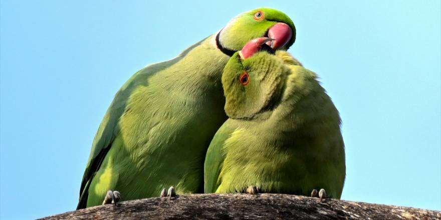 İzmir'in Yeşil papağanları