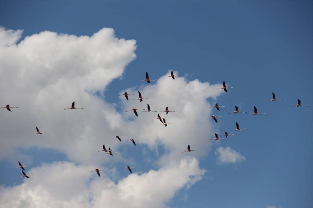 Eber Gölü flamingolarla hareketlendi 2