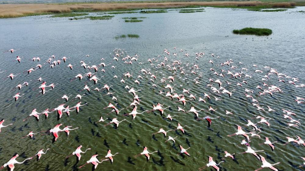 Eber Gölü flamingolarla hareketlendi 5