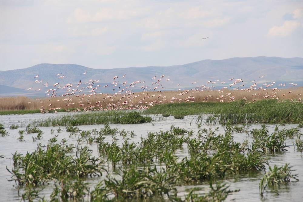 Eber Gölü flamingolarla hareketlendi 7