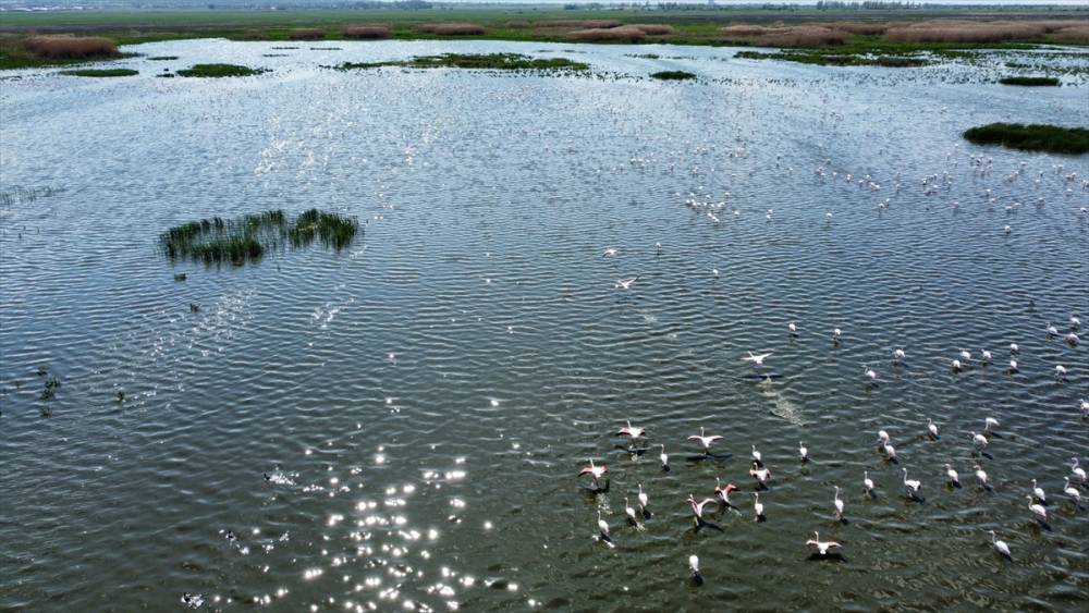 Eber Gölü flamingolarla hareketlendi 8