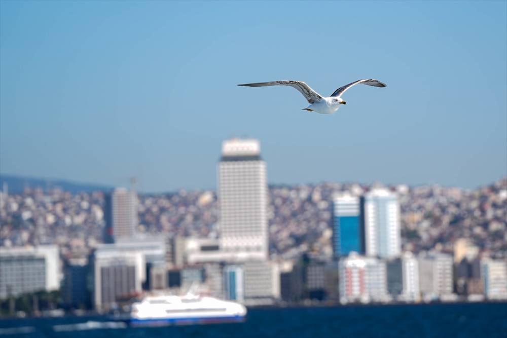 İzmir'in gürültücü deniz kuşu martılar 4