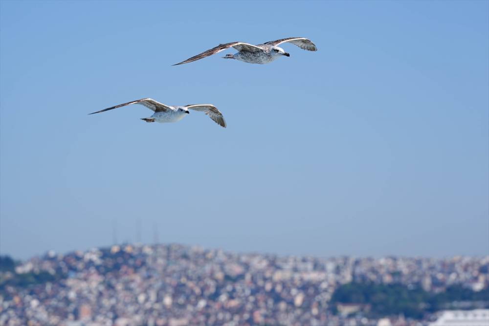 İzmir'in gürültücü deniz kuşu martılar 6