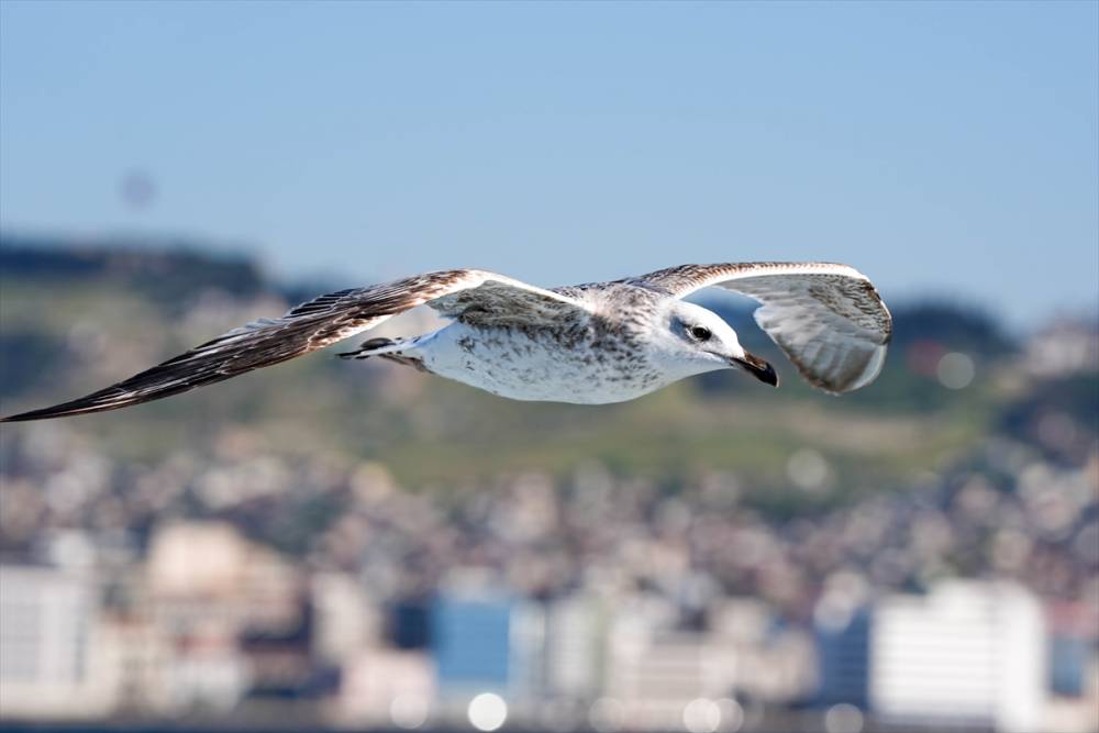 İzmir'in gürültücü deniz kuşu martılar 7