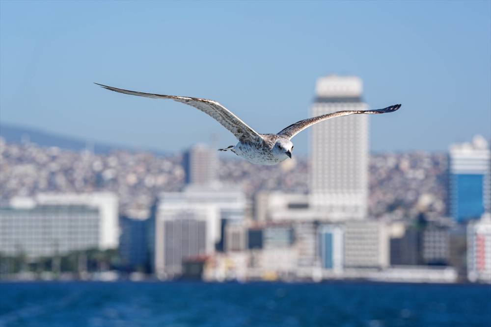 İzmir'in gürültücü deniz kuşu martılar 8