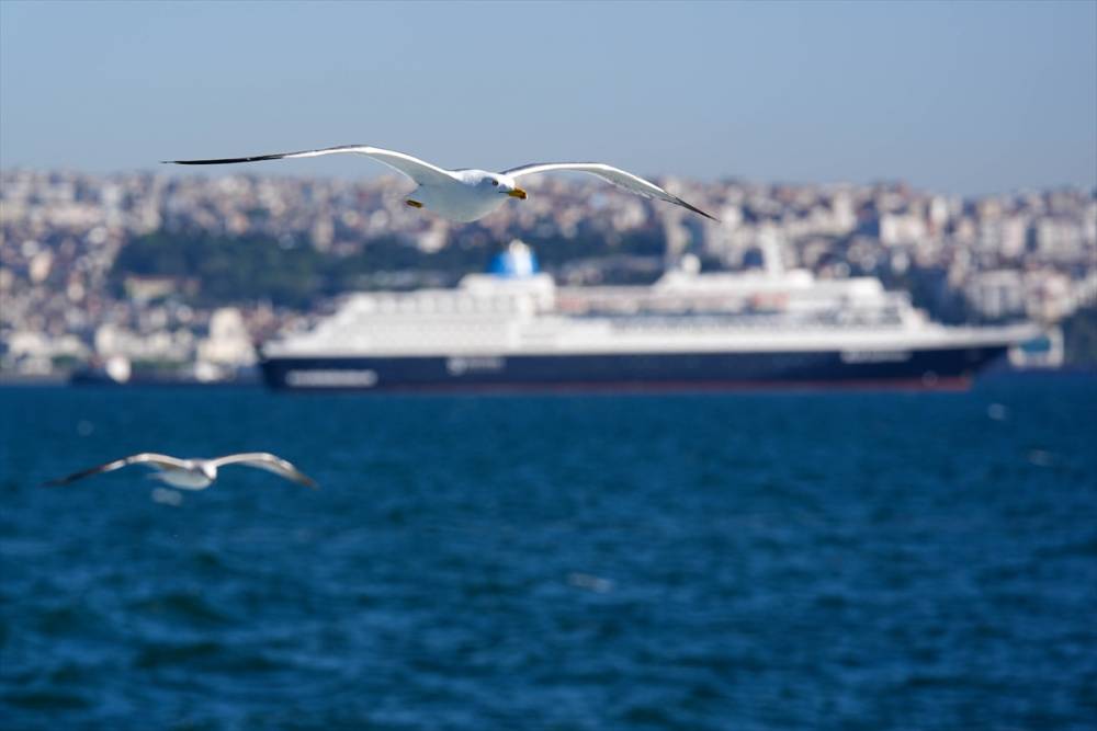 İzmir'in gürültücü deniz kuşu martılar 9