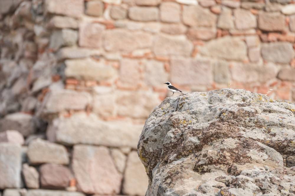 Bergama Akropolü'nün kuşları 10