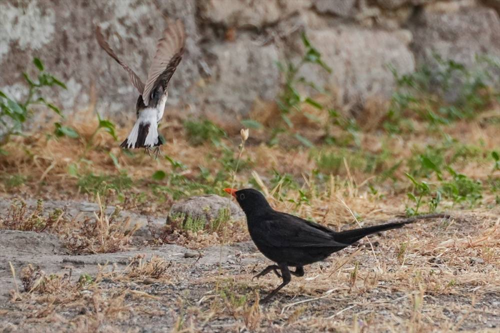 Bergama Akropolü'nün kuşları 11