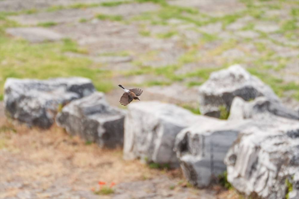 Bergama Akropolü'nün kuşları 15