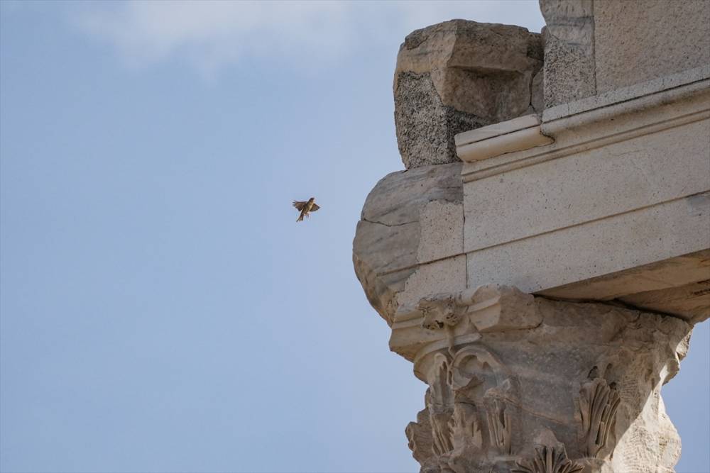 Bergama Akropolü'nün kuşları 16