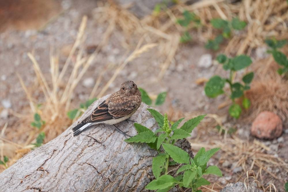 Bergama Akropolü'nün kuşları 2