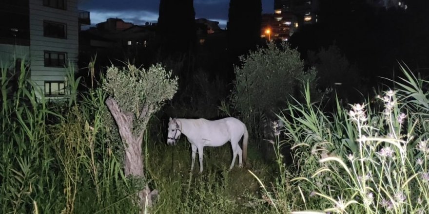 Bahçede oyun oynarken at tepti