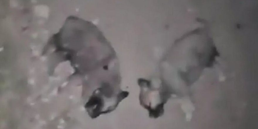 Elazığ'da 8 köpek yavrusunun öldürülmesine ilişkin inceleme