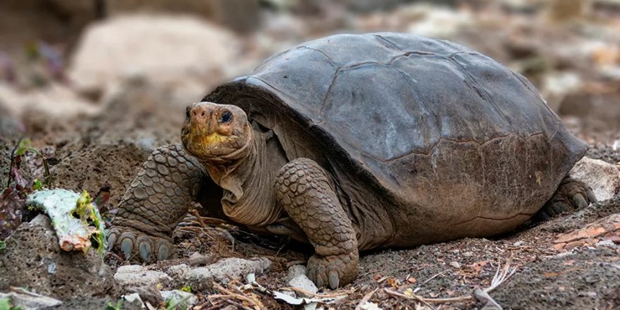 Galapagos'da 100 yıldan uzun süre önce soyu tükenmiş ilan edilen kaplumbağa türü geri döndü