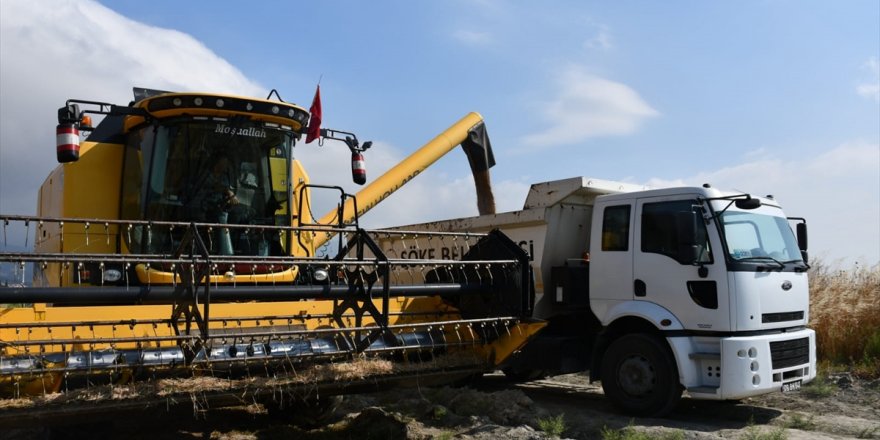 Söke Belediyesi'nin ürettiği buğdayın hasadı yapıldı