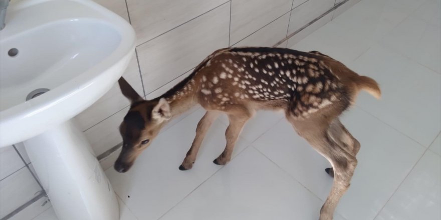 Afyonkarahisar'da köpeklerin saldırısından kurtarılan yavru geyik tedaviye alındı