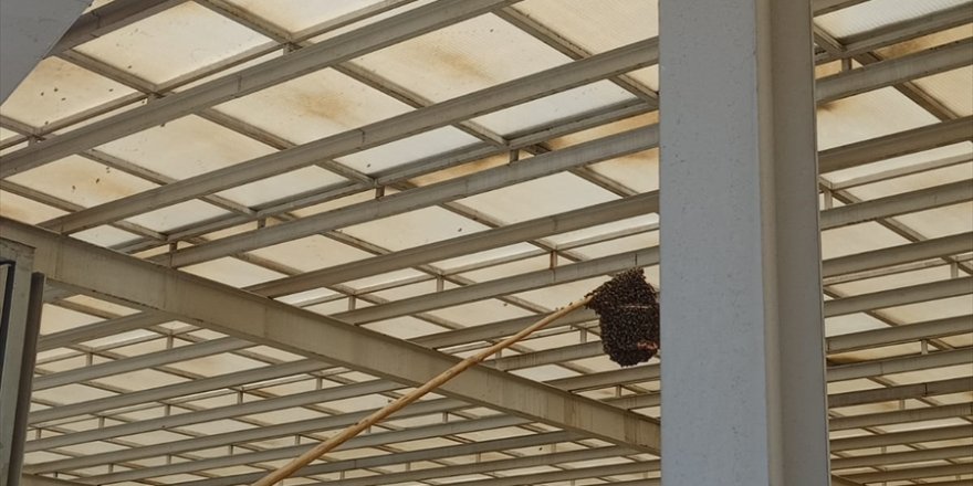Aydın'da hastanenin çatısına oğul veren arılar itfaiye ekibince toplandı