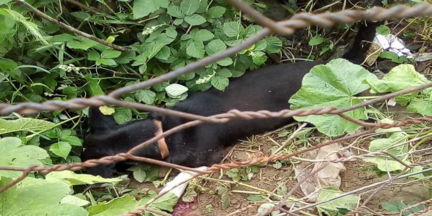 Bahçesine giren köpeği öldürdü