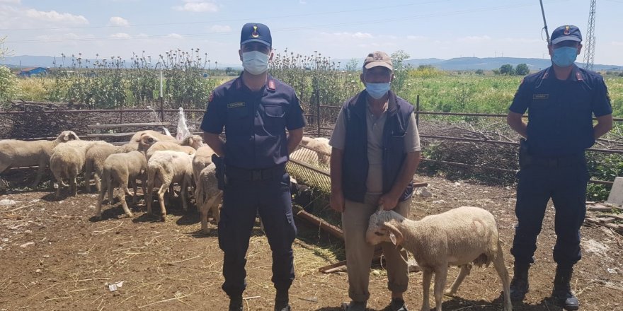 Kırkağaç’ta çalınan küçükbaş hayvanlar Soma’da bulundu