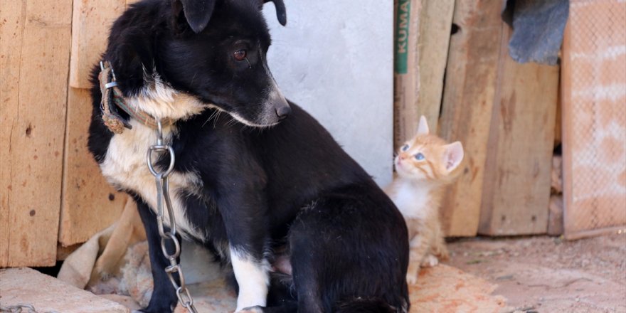 Boncuk isimli köpek, kulübesinin yanında doğan kedi yavrularına gözü gibi bakıyor