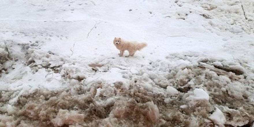 Kuzey Kutbu'nda kaybolan köpeği, Rus buzkıran gemisi buldu