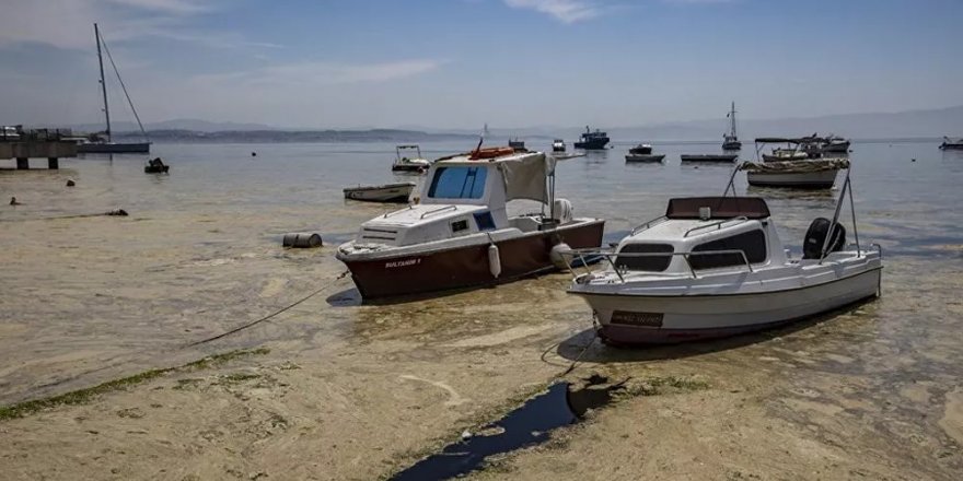 Müsilajla ilgili ilk test sonuçları açıklandı: Tek hücreli canlılar tespit edildi