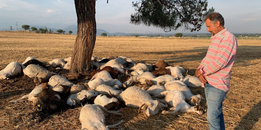 İzmir'de yıldırım düşmesi sonucu 55 koyun telef oldu