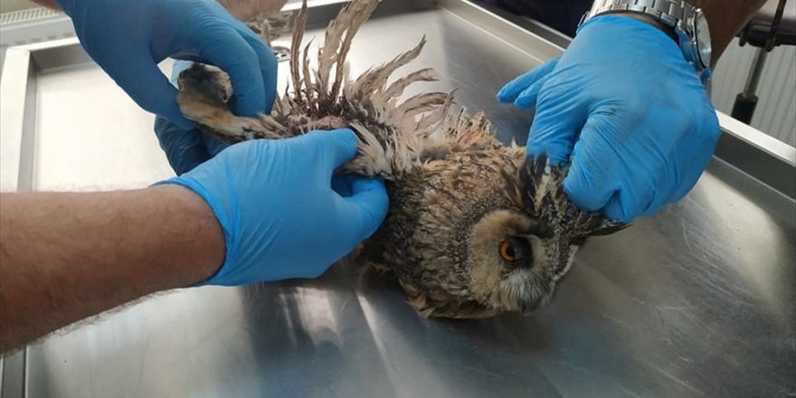 Kütahya'da yaralı bulunan kulaklı orman baykuşu tedavi ediliyor