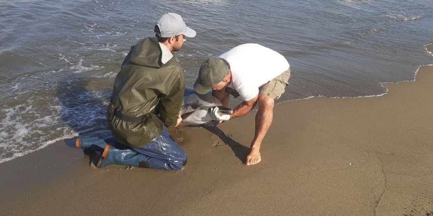 İzmir'de karaya vuran çizgili yunus öldü