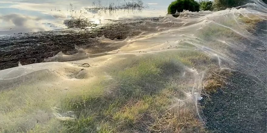Avustralya'da sel ve fare istilasının ardından şimdi de her yeri örümcek ağı kapladı