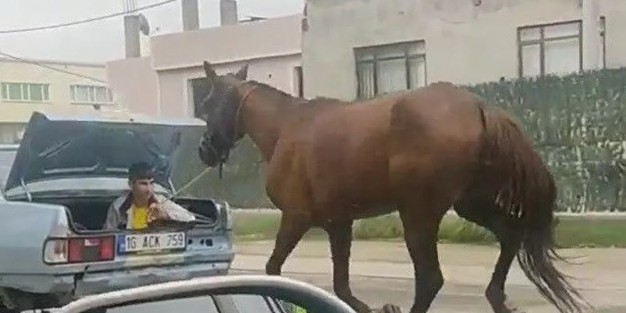 Bursa'da hayvana işkence: Atı aracın arkasından kilometrelerce koşturdular