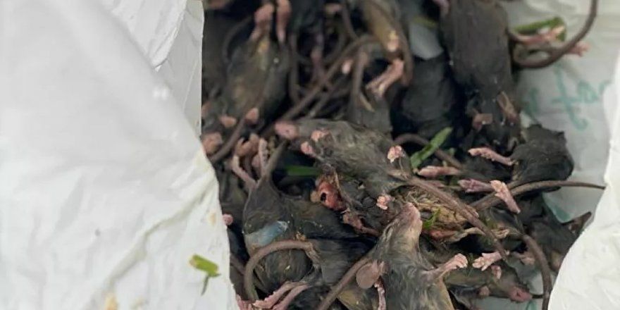 Avustralya’da bir cezaevi, fare istilası nedeniyle tahliye edilecek