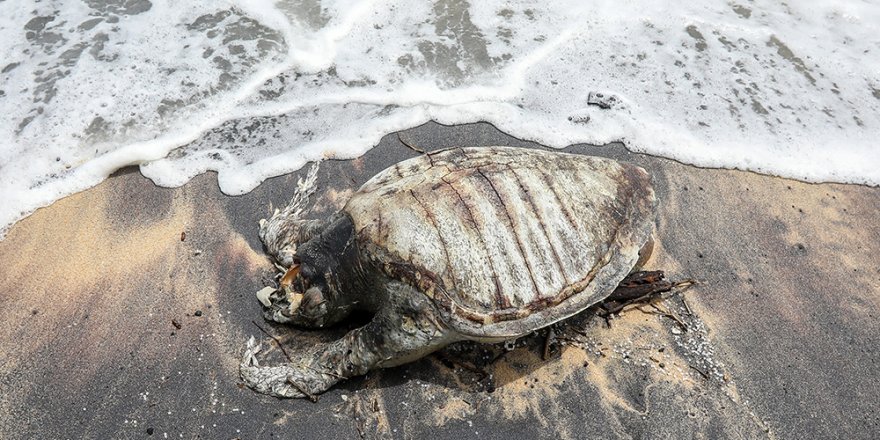 Sri Lanka'da gemi yangınının etkileri sürüyor: Ölü kaplumbağalar kıyıya vurdu