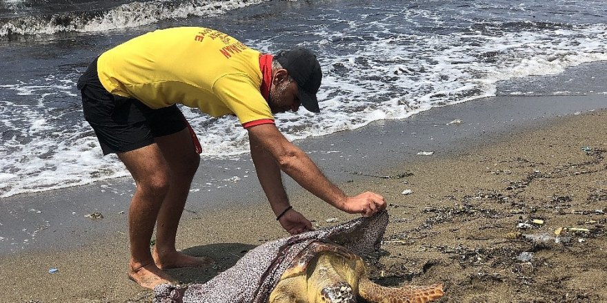 Yavru kaplumbağayı deniz temizlik ekipleri kurtardı