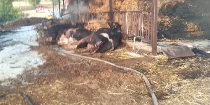 Denizli'de yanan ahırındaki inekleri kurtarmaya çalışan köylü yaralandı