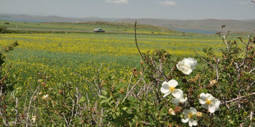 Kars’ta tarlalarda açan 'sarı çiçekler' görsel şölen sundu