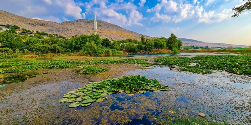 Kahramanmaraş'taki Nilüfer Gölü ve çevresindeki Nilüfer çiçekleri kirlilik nedeniyle yok olma riskiyle karşı karşıya