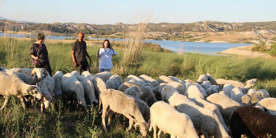 Almanya'dan Türkiye'ye döndüler, çobanlık yapmaya başladılar: Baba iki, kızları üç dil biliyor