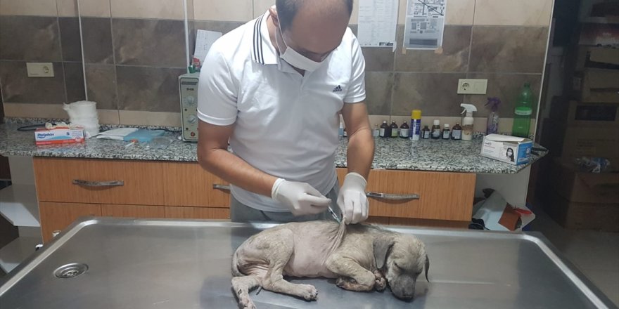 Manisa'da köpek yavrusuna eziyet eden kişiye 1033 lira ceza uygulandı