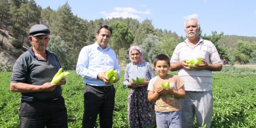 Coğrafi işaretli Kale biberinde ilk hasat başladı