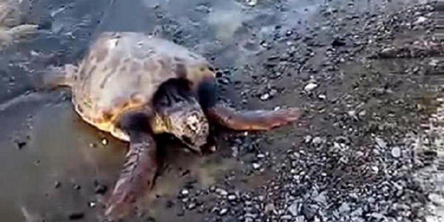 Sahile vuran yaralı caretta caretta tedavi altına alındı