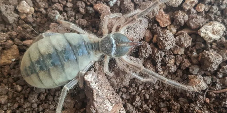 Hakkari'de yeni böğü türü keşfedildi: Galeodes hakkariensis