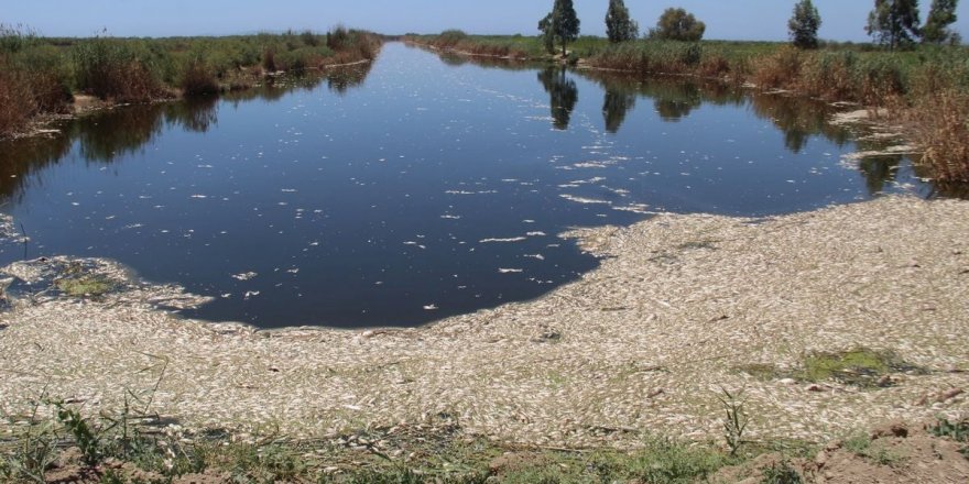 Aydın'da Büyük Menderes Nehri'ndeki toplu balık ölümlerine inceleme